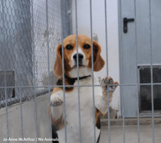 Beagle Dog Testing Kennel