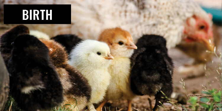 Birth Chicks Hen