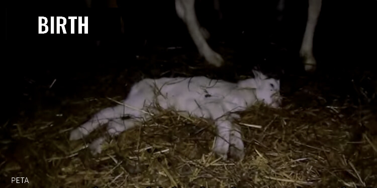Birth Dead Baby Goat