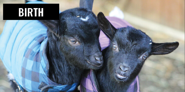 Birth Goats Babies Sanctuary