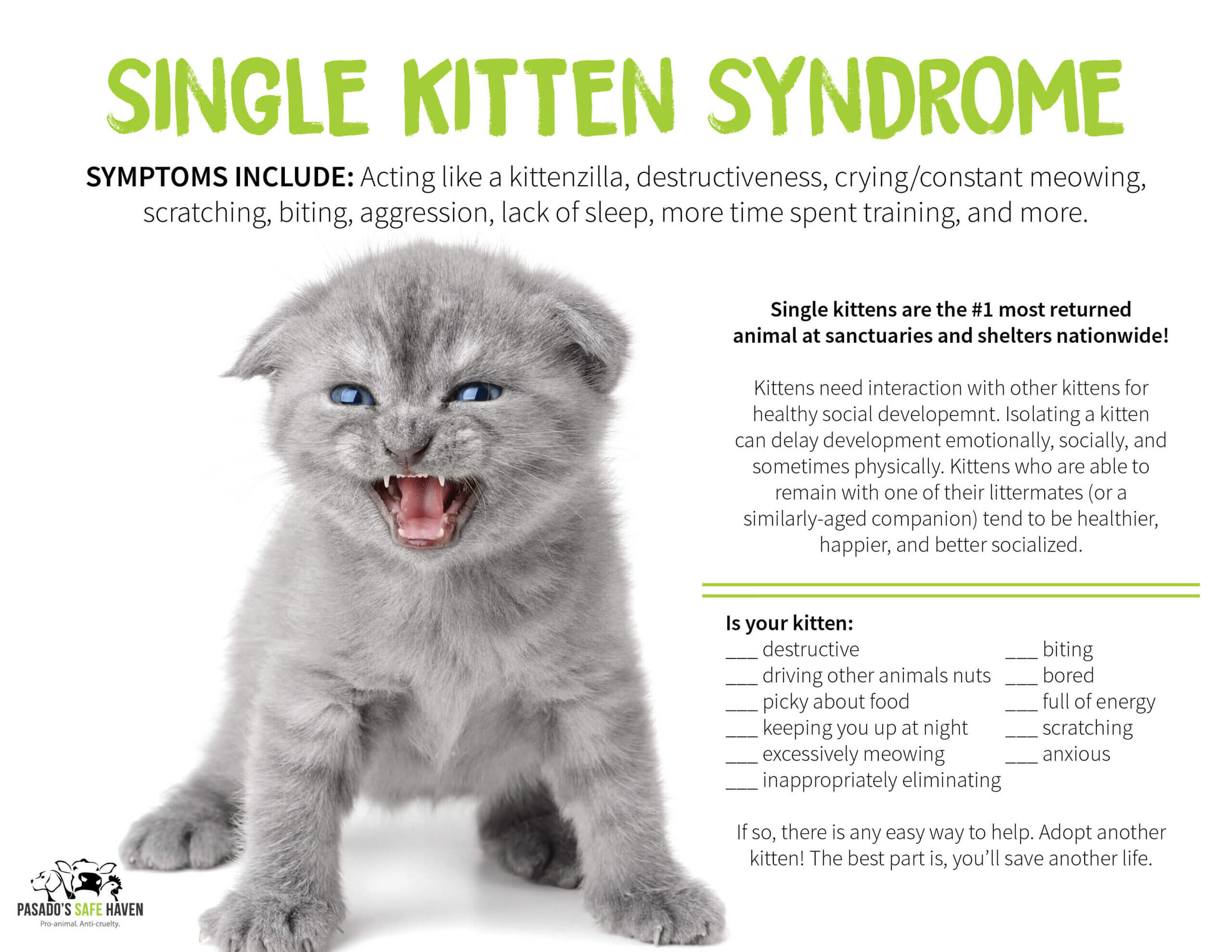 Single Kitten Syndrome | Pasado's Safe 