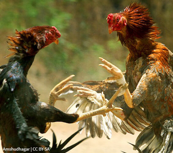Cockfighting Rooster Cruelty