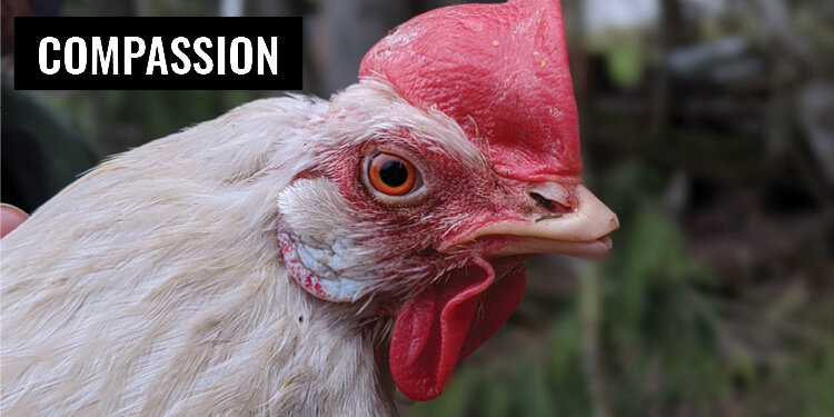 Compassion Hen Closeup Face