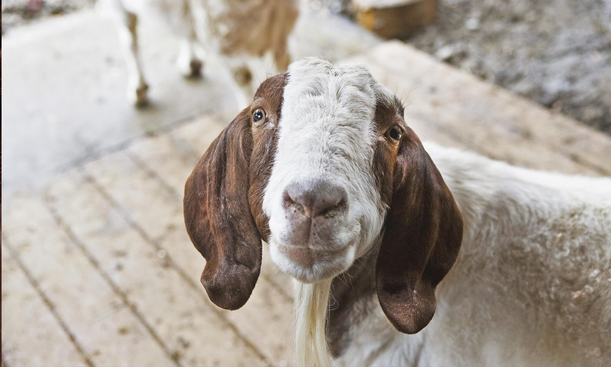 Compassion goat mast