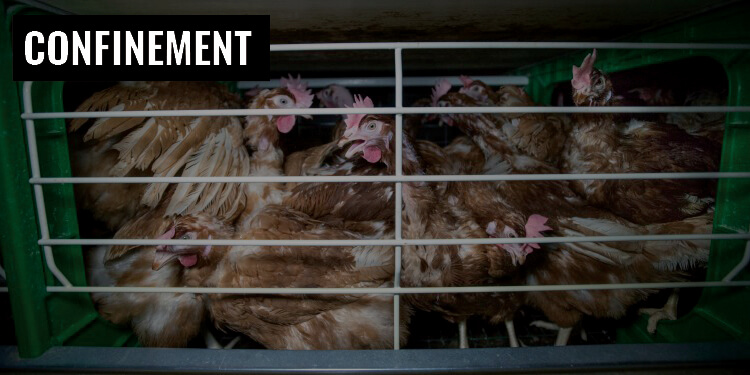 Confinement Battery Hens Eggs