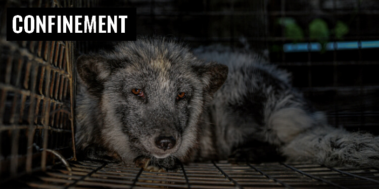 Confinement Racoon Dog Fur Farm