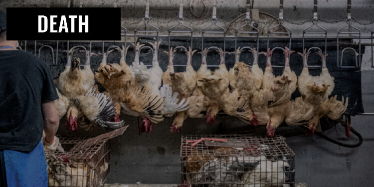 Death Chickens Slaughter