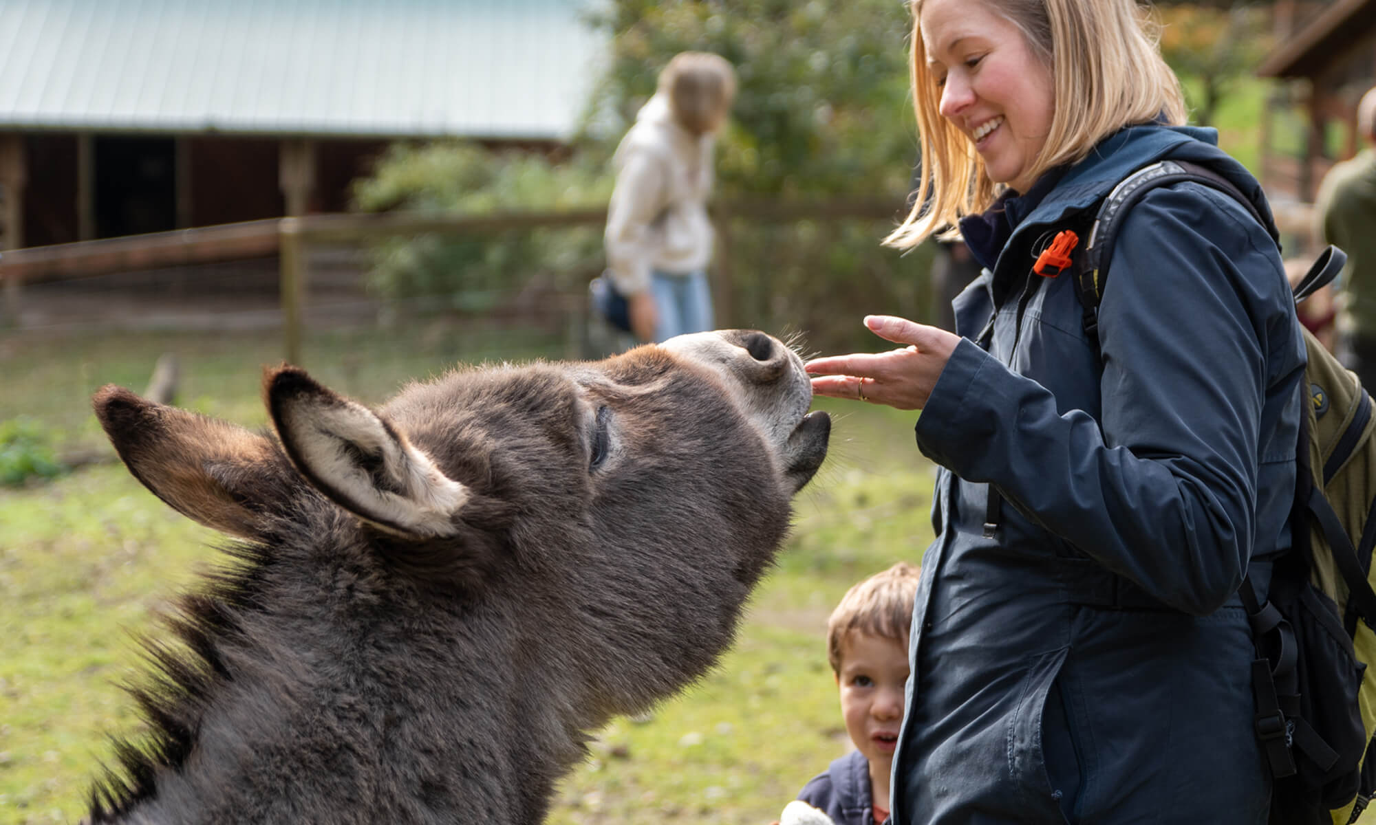 Donkey tour Masthead