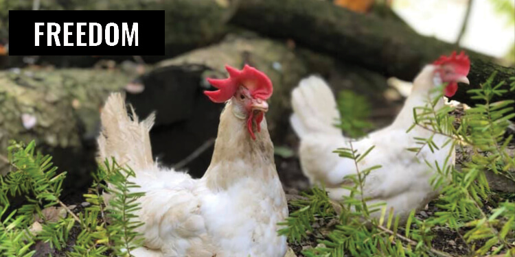Freedom Chickens Pine Sanctuary
