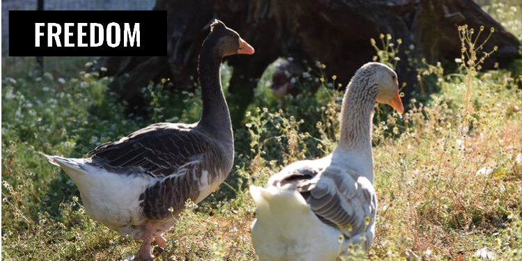 Freedom Geese Sanctuary