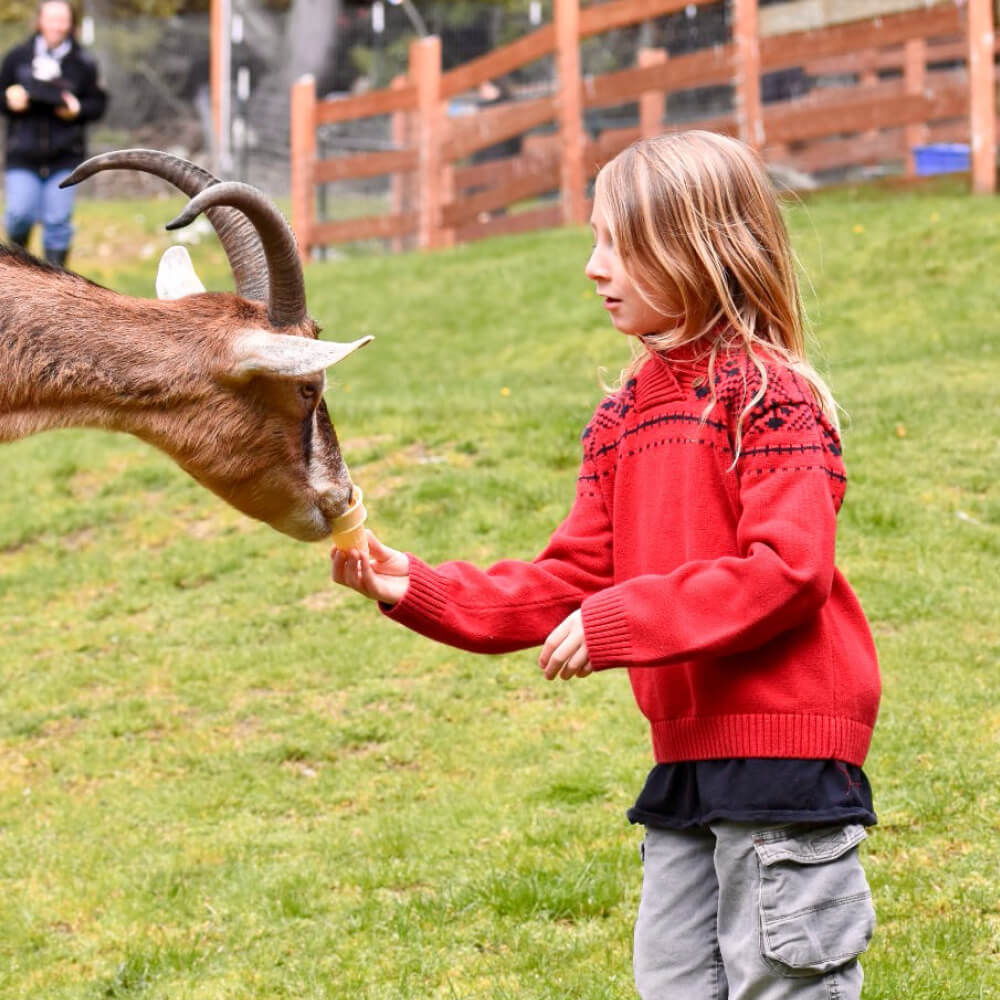 Jack Child Goat Sanctuary