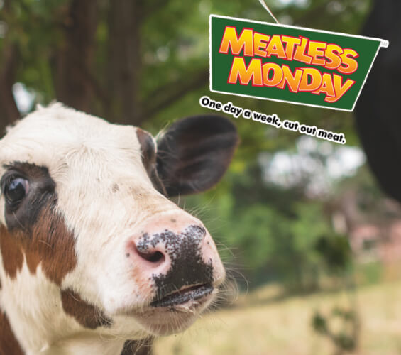 Meatless Monday Cow Baby Sanctuary