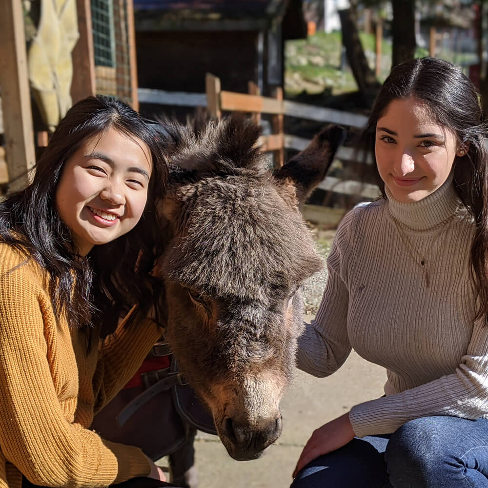 Novia Ava Teens Donkey Smile Sanctuary