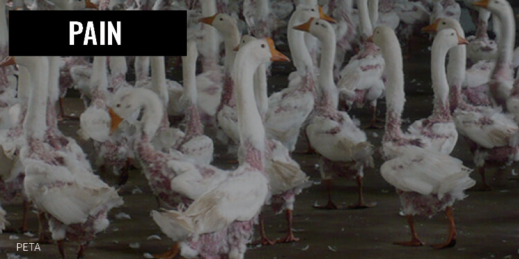 Pain Geese Down Feathers