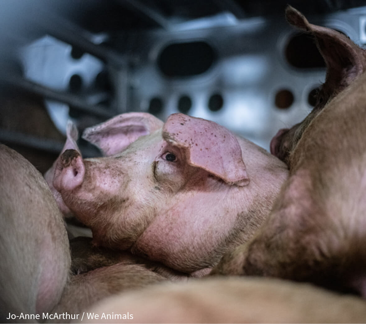 Pig Factory Farm Sad Transport