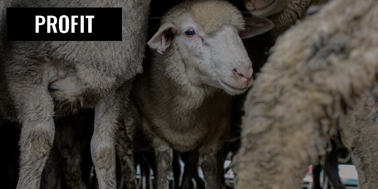 Profit Sheep Transport Dirt