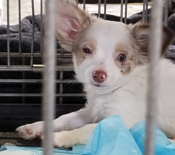 Puppy Mill Puppy Sad Cage