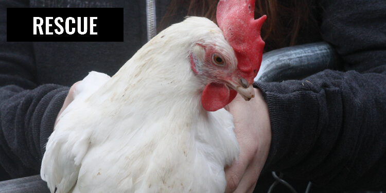 Rescue Hen Battery Sanctuary