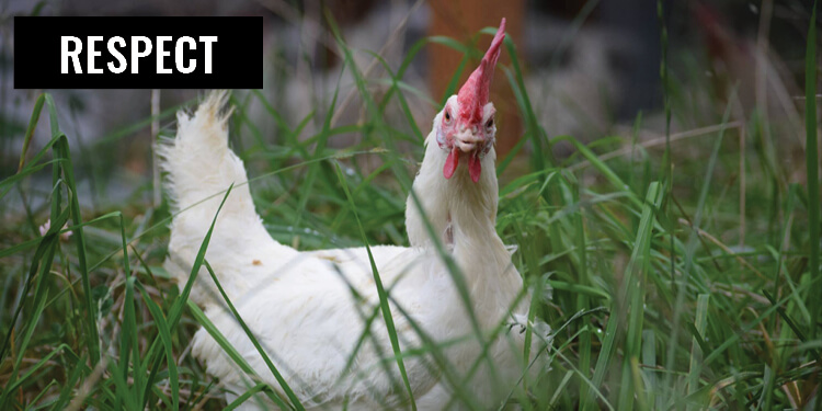 Respect Hen Grass Sanctuary