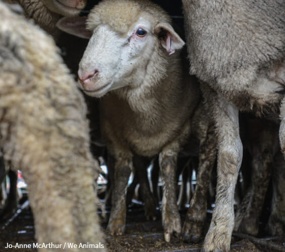 Sheep Transport Scared