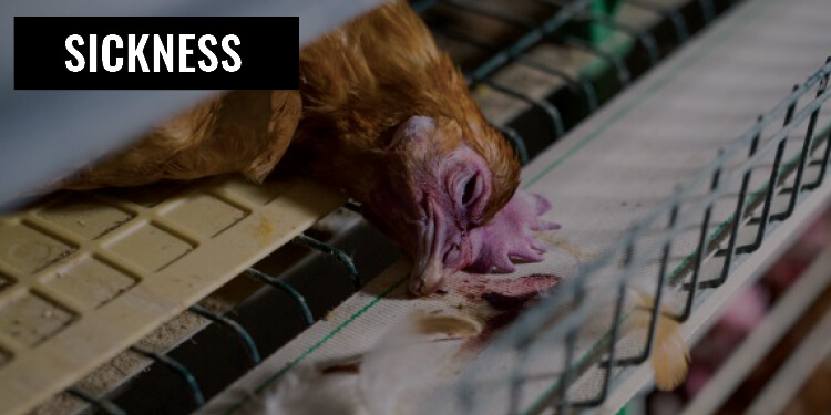 Sick Hen Battery Cage Eggs