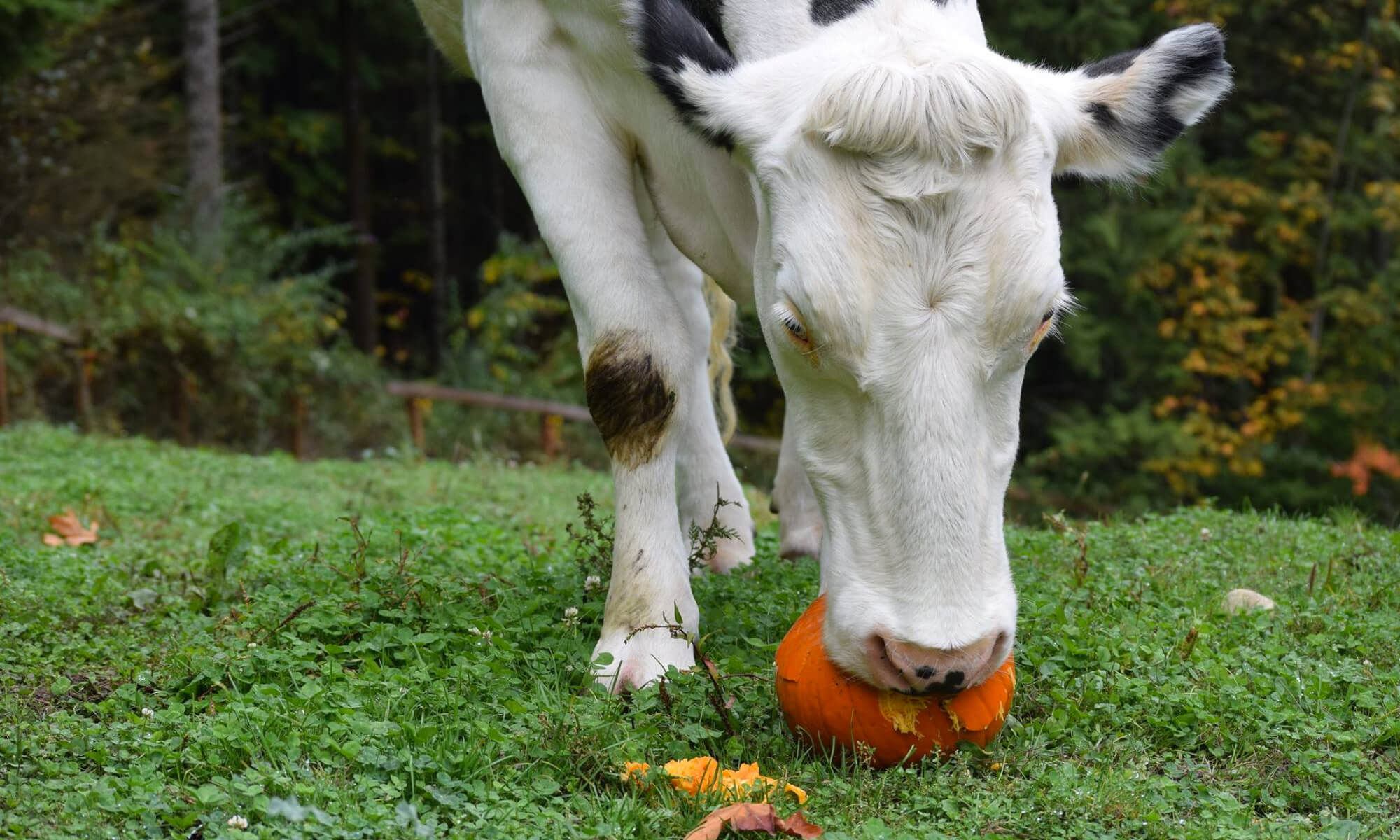 Cow pumpkin mast