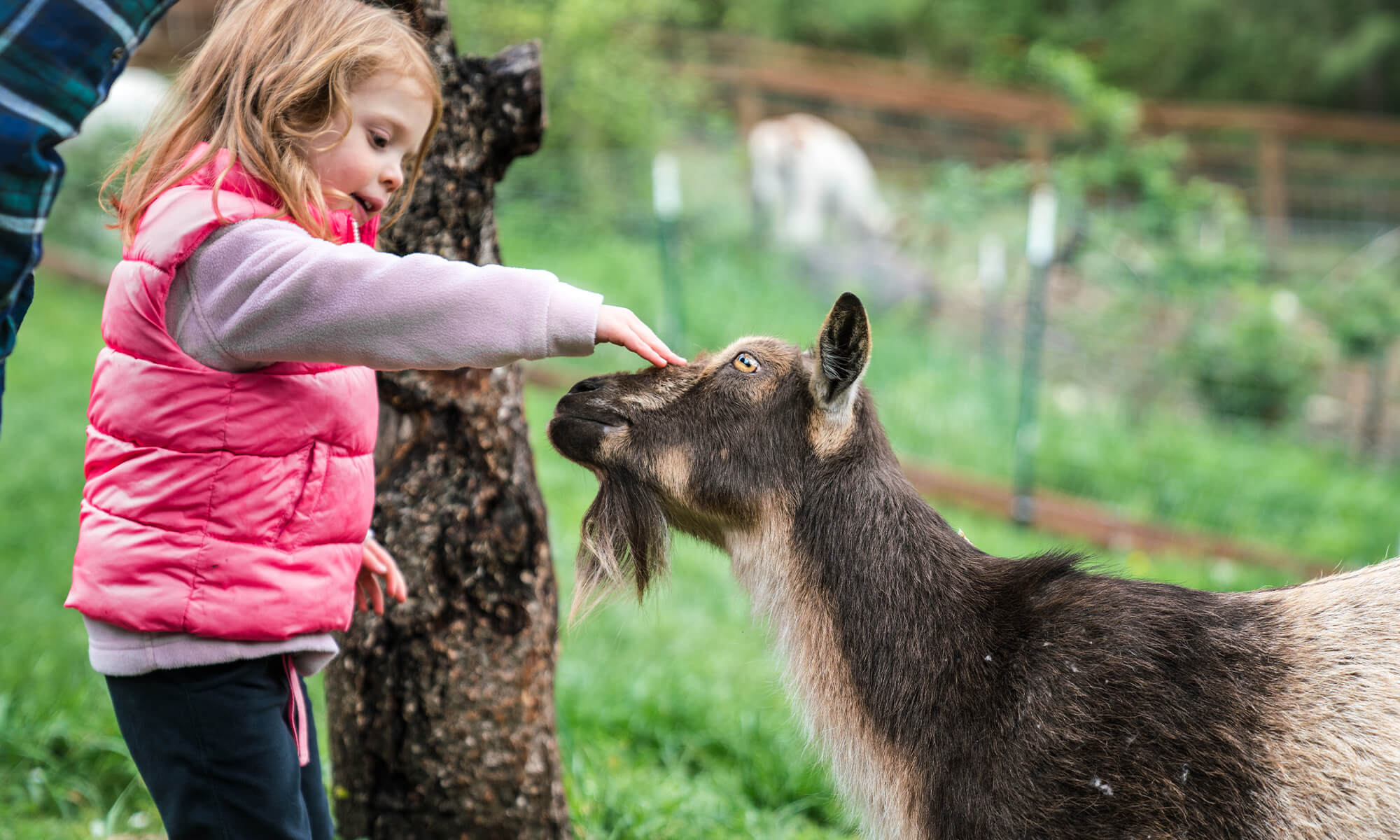 Tour mast smudge goat kid