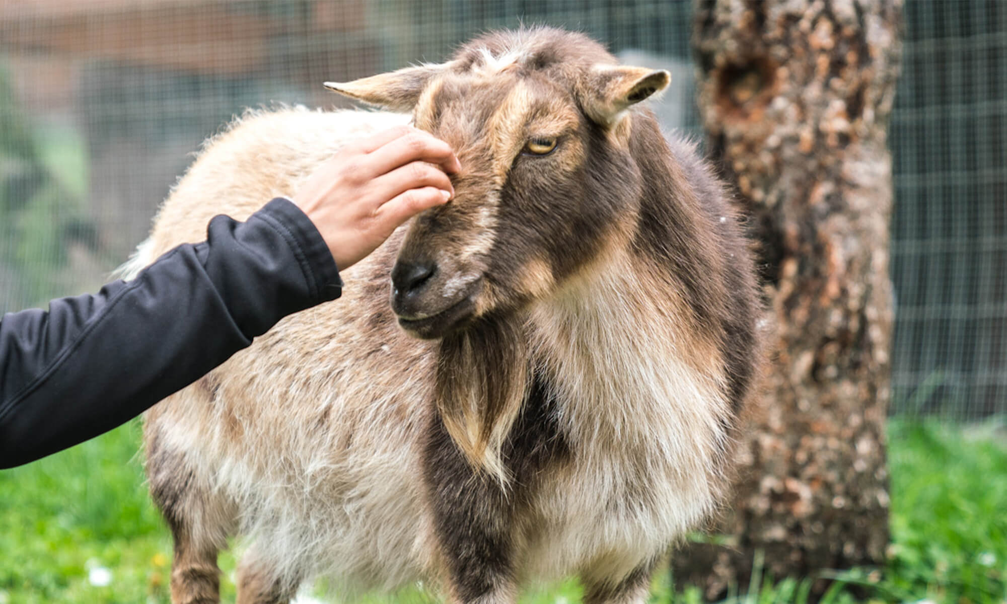 Tour mast smudge goat