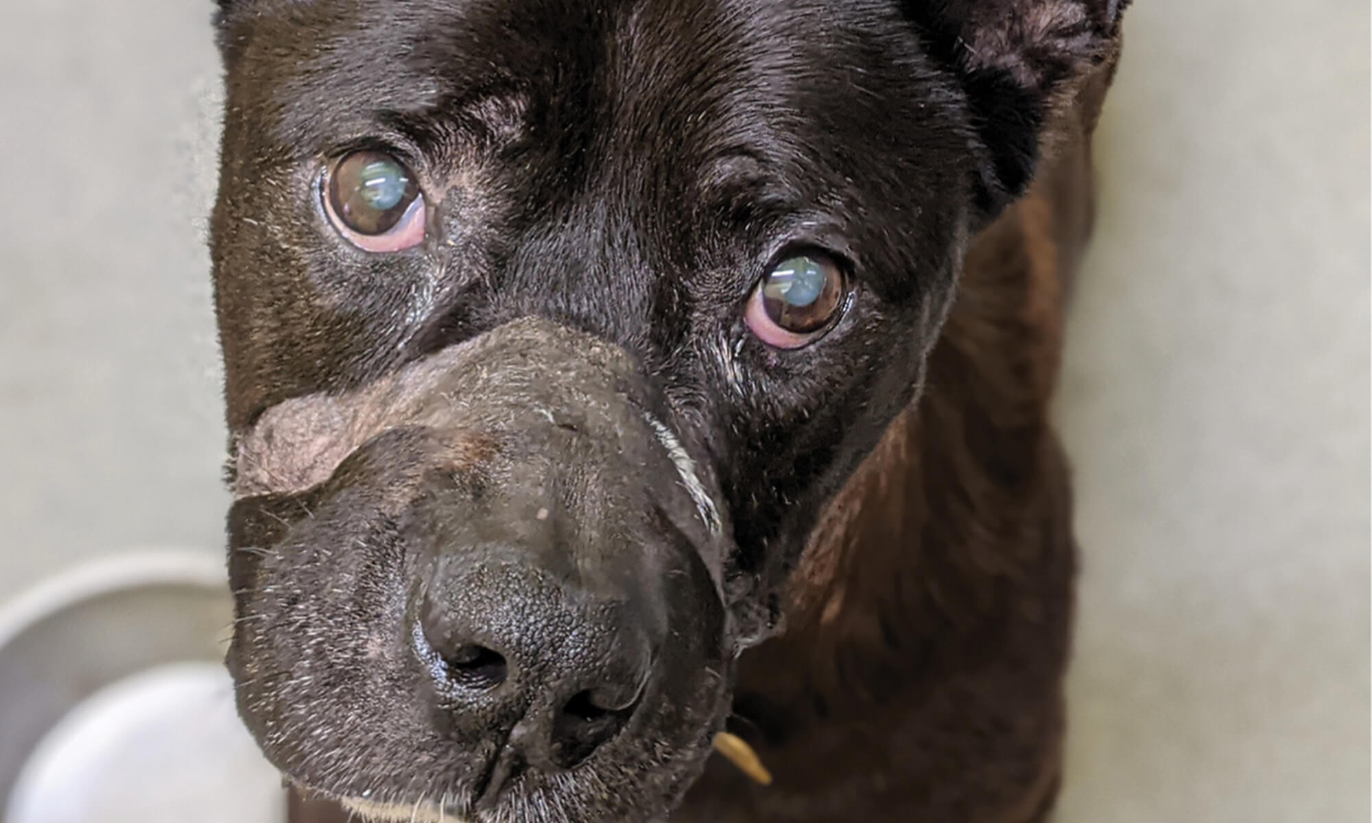 13 Animals Rescued from a Lifetime of Cruelty and Neglect - Pasado's Safe  Haven: Animal Rescue and SanctuaryPasados Safe Haven