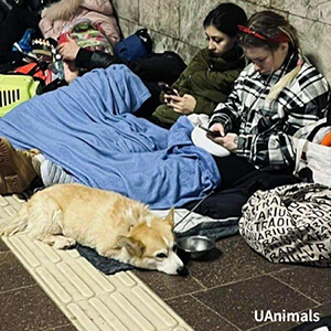 Ukraine rescue efforts