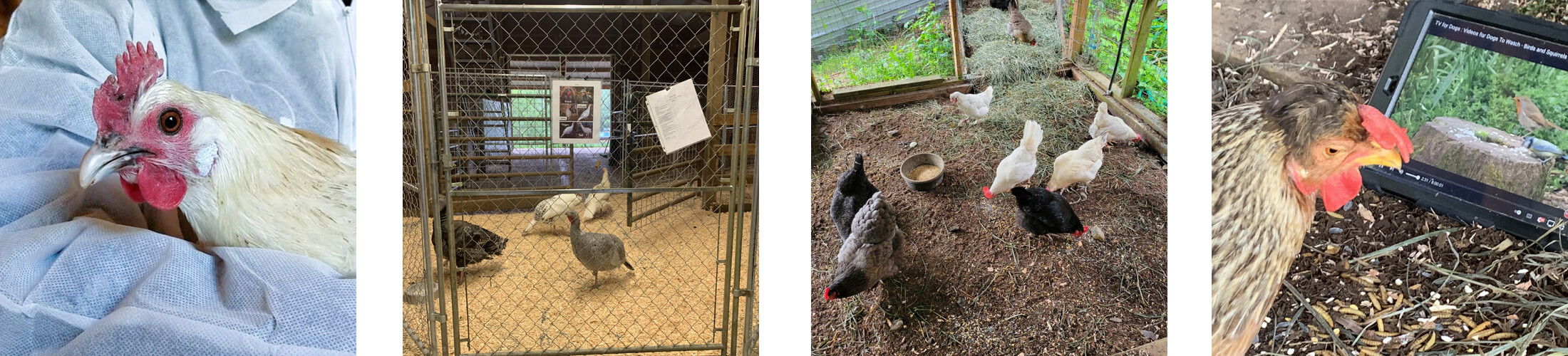 Bird flu update