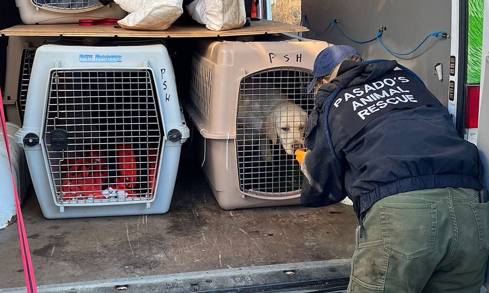 40 Dogs Rescued from overrun breeder - Pasado's Safe Haven: Animal Rescue  and SanctuaryPasados Safe Haven