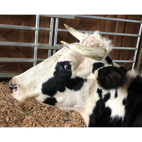 Farm Animal Adoption | Pasados Safe Haven