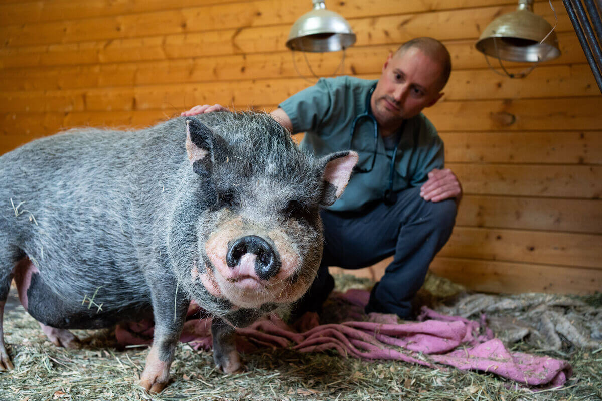 Pig Louie Brian 08.2022 1 Medium