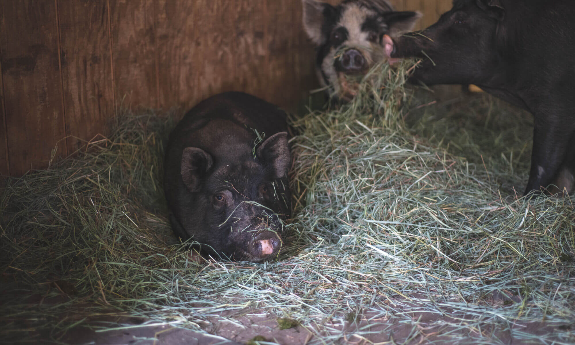 Pigs Dexter Nanni 06.2018 1 Website Header