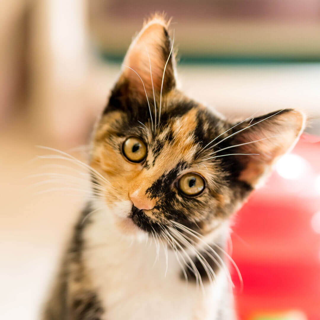 Cat Eliza Jane 07.2022 1 Feed square