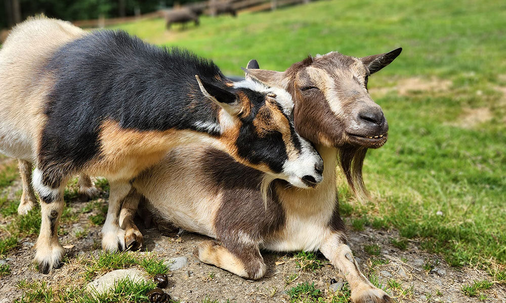 Smudge Grace goat mast