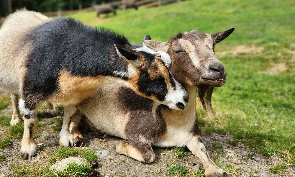 Smudge Grace goat mast