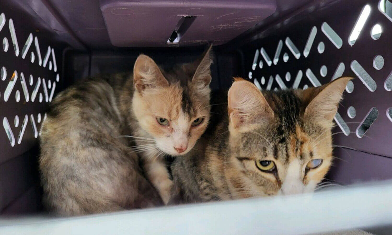 Cat rescue mast
