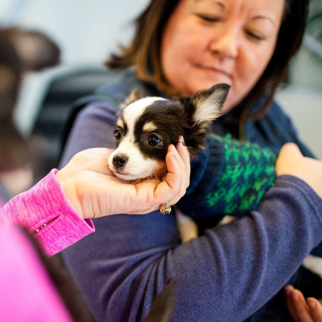 Pasados pets families