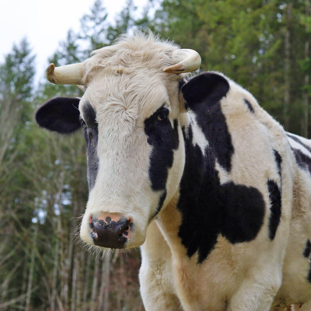 Cow Journey Feed square