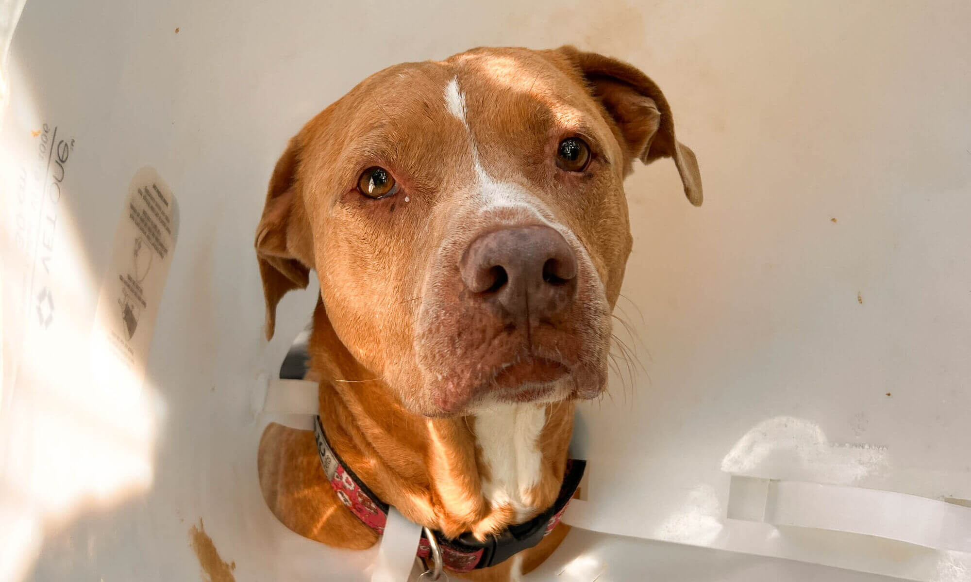 Dog Cheyenne Website Header