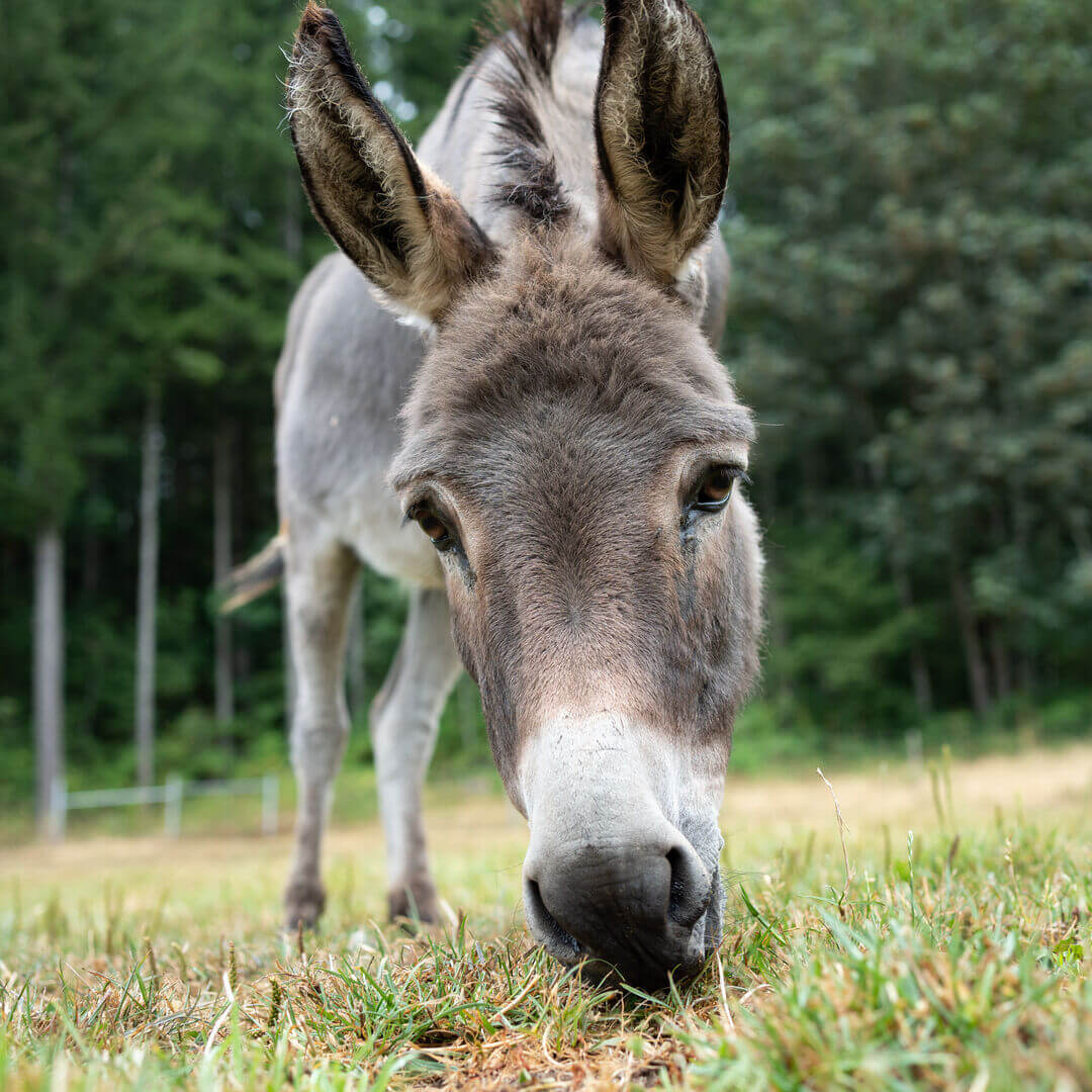 Donkey Jacques 08.2022 1 Feed square