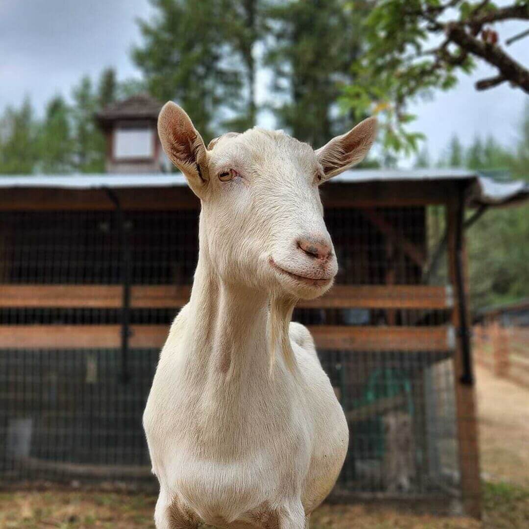 Staff Page Goat Victor 09.2022 1 Feed square