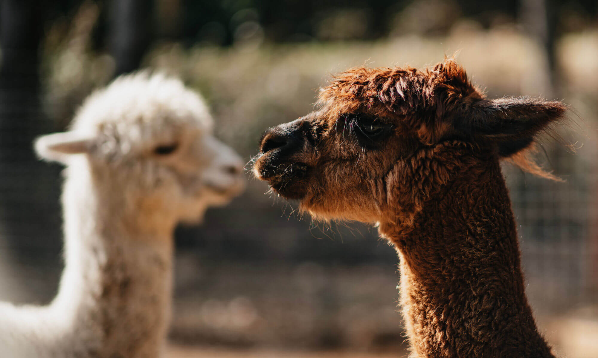 Alpaca Larry Moe Website Header Mast