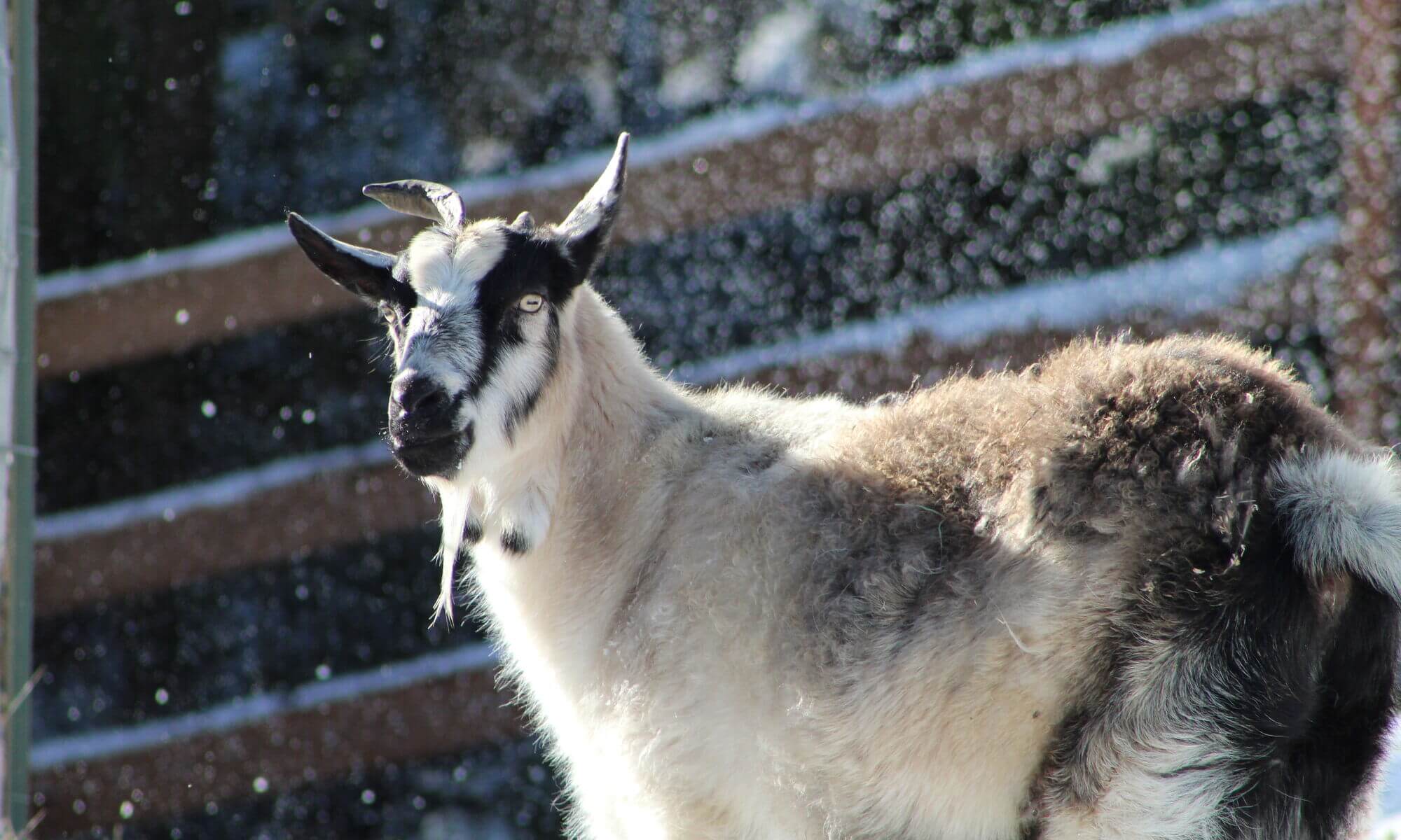 Goat 02.05.2019 13 Website Header Mast