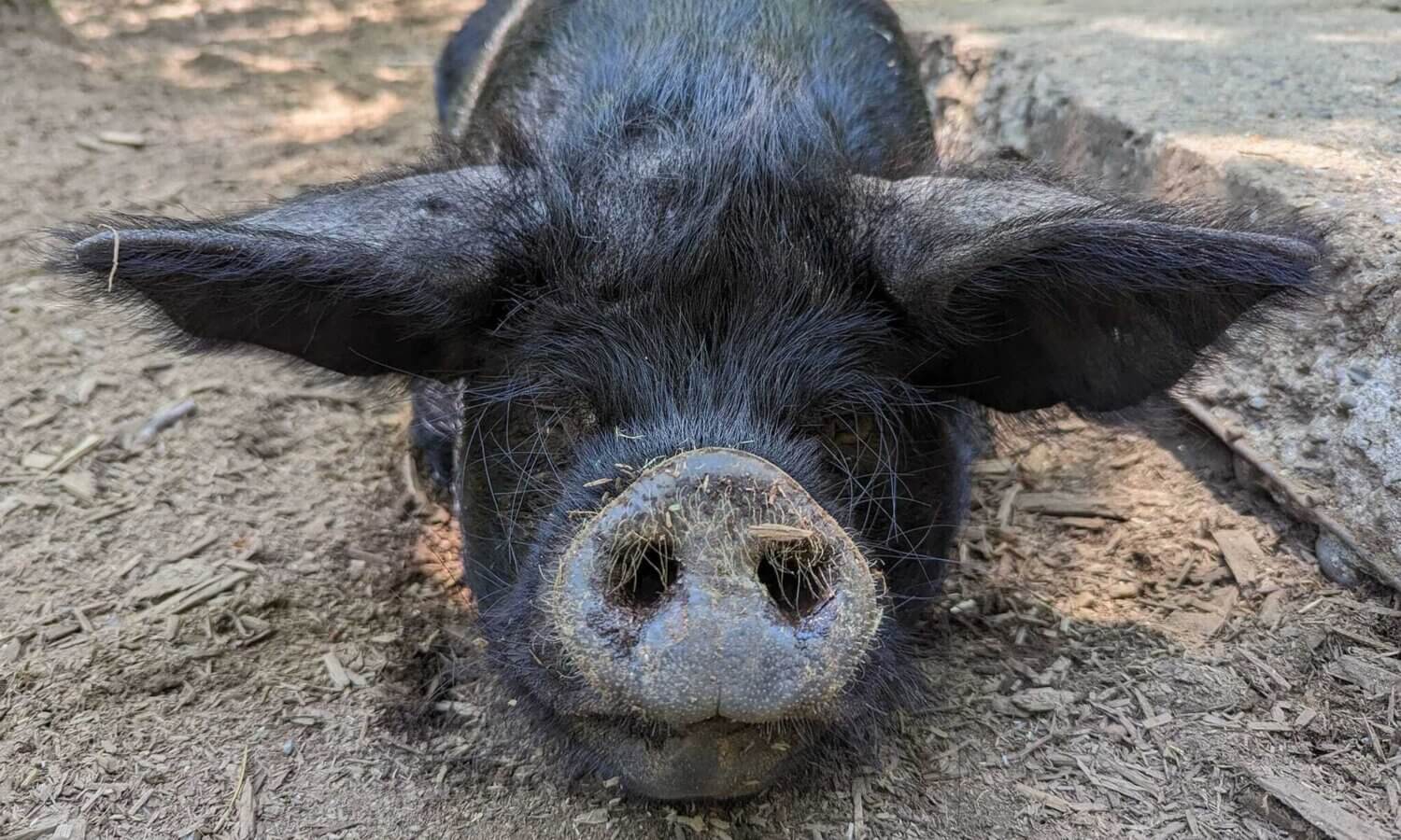 Pig Basil Website Header Mast