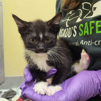 Kitten Rescue Gloves