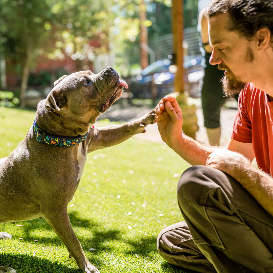 Nandi Dog with caregiver