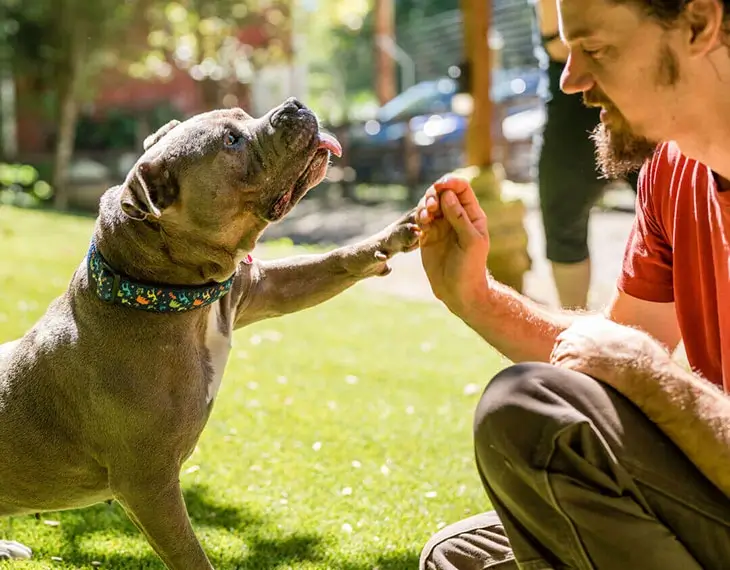 ワシントン州の動物愛護団体、パサドのセーフ・ヘブンの介護士である男性が、草の上で犬を撫でている。